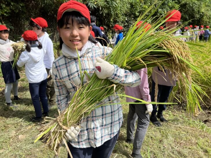 「清泉小学校」の三浦自然教室の様子（稲刈り）