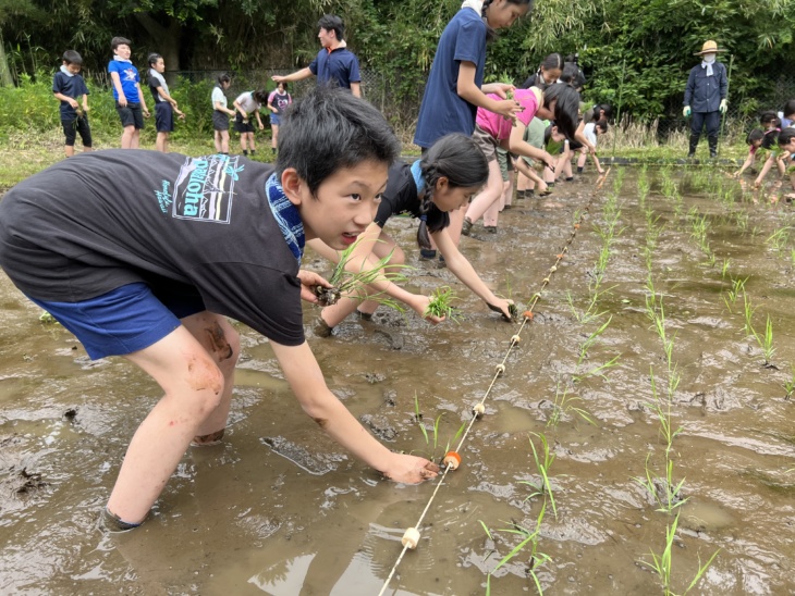 「清泉小学校」の三浦自然教室の様子（田植え）