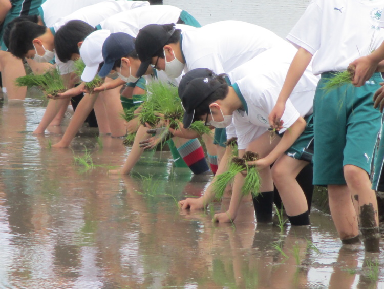 専修大学松戸中学校・高等学校の田植え体験