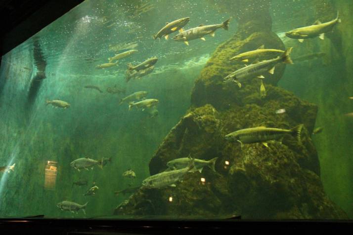 標津サーモン科学館の海水大水槽