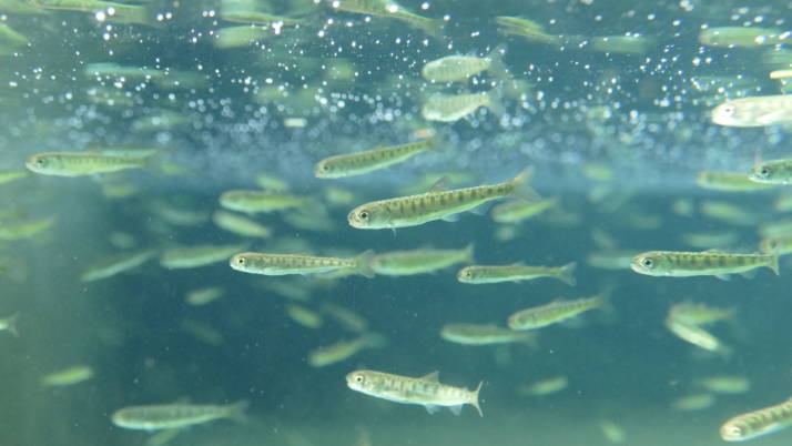 標津サーモン科学館の魚道水槽（2～5月）