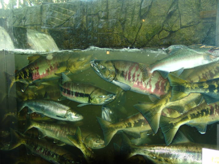 標津サーモン科学館の魚道水槽（9～10月）