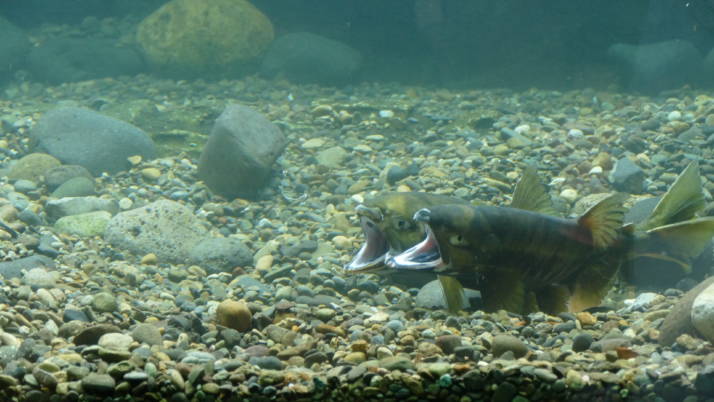 標津サーモン科学館の魚道水槽（11月）