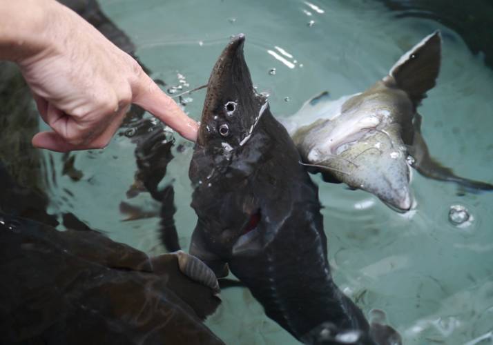 標津サーモン科学館のチョウザメ指パク体験