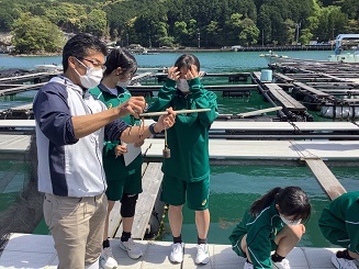 マダイとチョウザメの養殖のお手伝いをする近畿大学附属新宮高等学校・中学校の水産ゼミの生徒たち