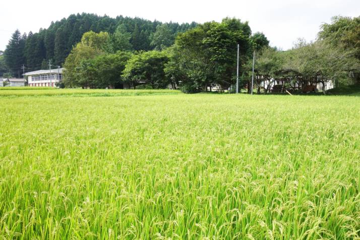 「星ふる学校 くまの木」の前に広がる田んぼ