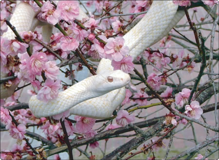 岩國白蛇神社の白蛇と梅