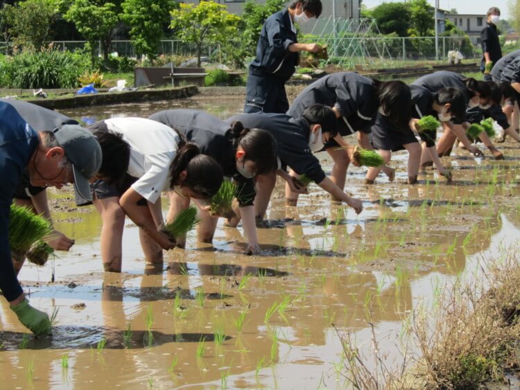 昌平中学校・高等学校の田植え体験の様子