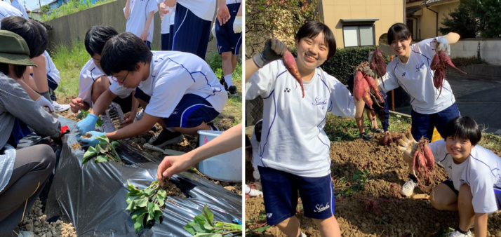 松徳学院中学校高等学校の高校生による大豆の豆まき、さつまいもの収穫