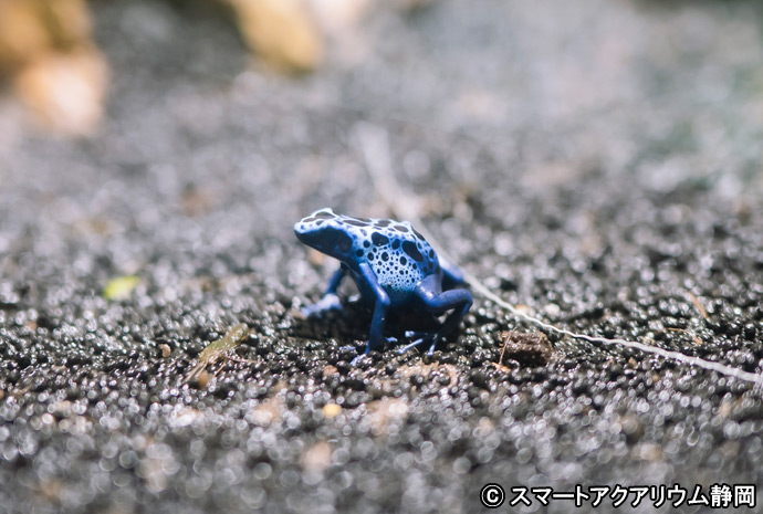 スマートアクアリウム静岡のコバルトヤドクガエル