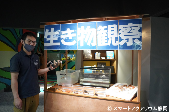 スマートアクアリウム静岡の生き物観察水槽