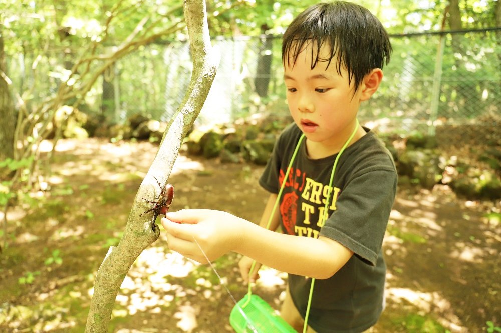 富士すばるランドのカブト虫狩り