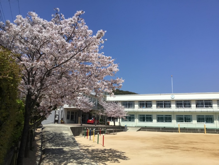 須磨浦小学校の校舎と桜の木