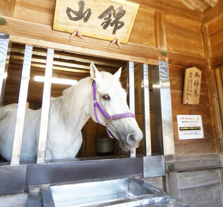 多度大社の神馬