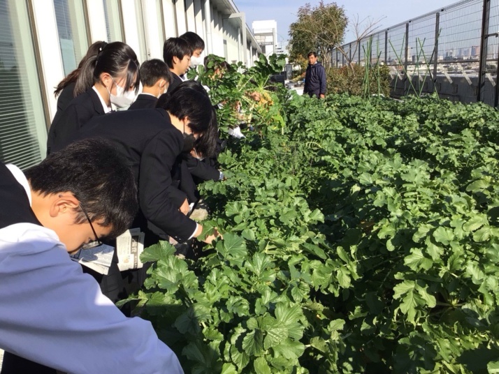 東京都市大学等々力中学校・高等学校のガーデンテラス