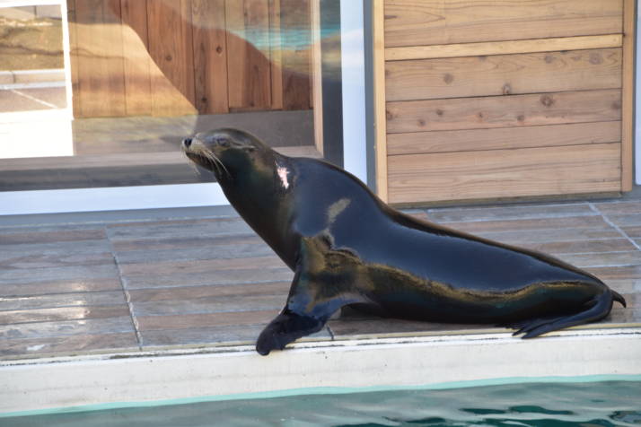 天王寺動物園のプールのそばで佇むアシカの写真