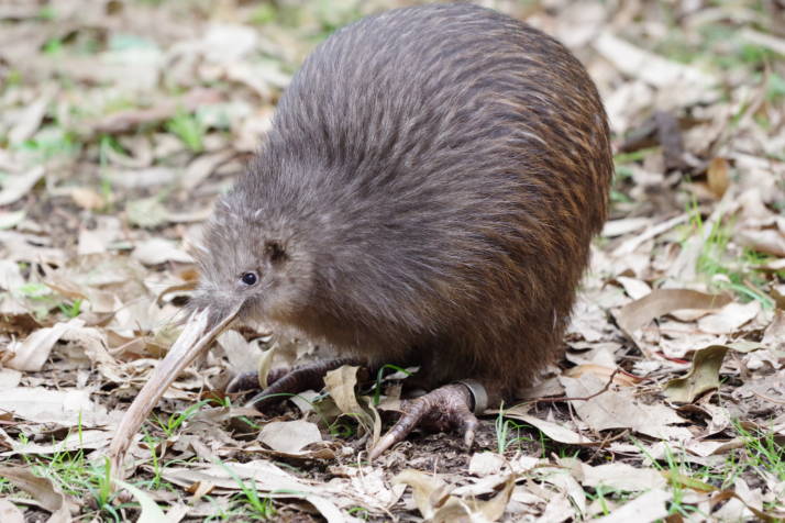 天王寺動物園で飼育されているキーウィ