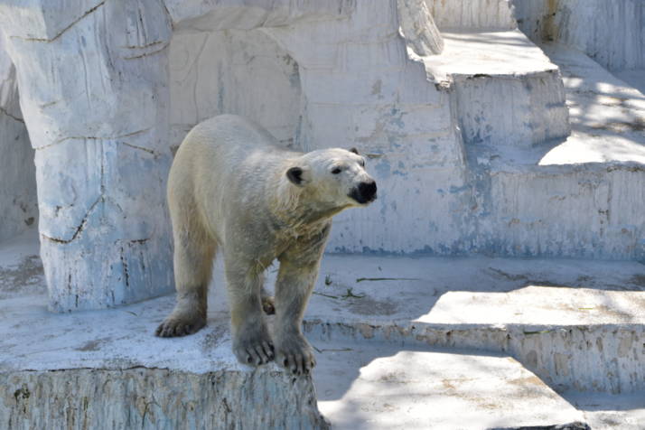 天王寺動物園の人気者ホッキョクグマ