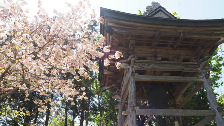 北海道伊達市にある有珠善光寺の境内で咲いている桜