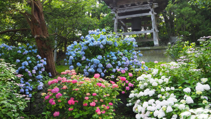 北海道伊達市にある有珠善光寺のアジサイ