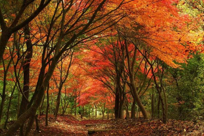 和氣神社の紅葉