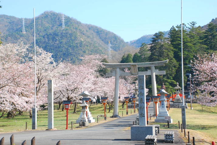 外苑芳嵐園の桜