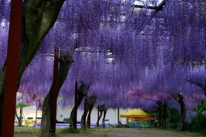 藤公園の藤