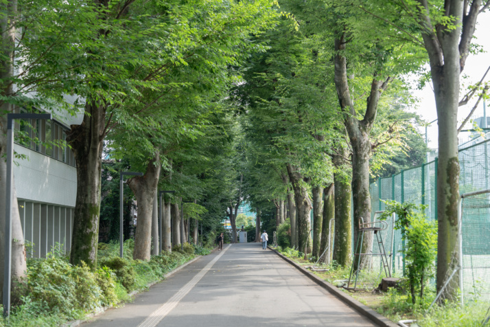 早稲田大学高等学院の欅並木