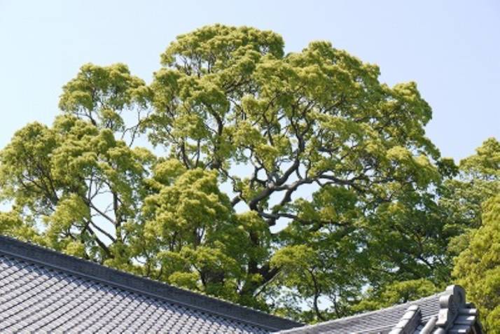 「米之宮浅間神社」境内の御神木