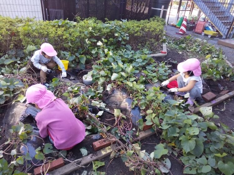 ゆずりは保育園の敷地内にある畑でさつまいもを収穫する子どもたち